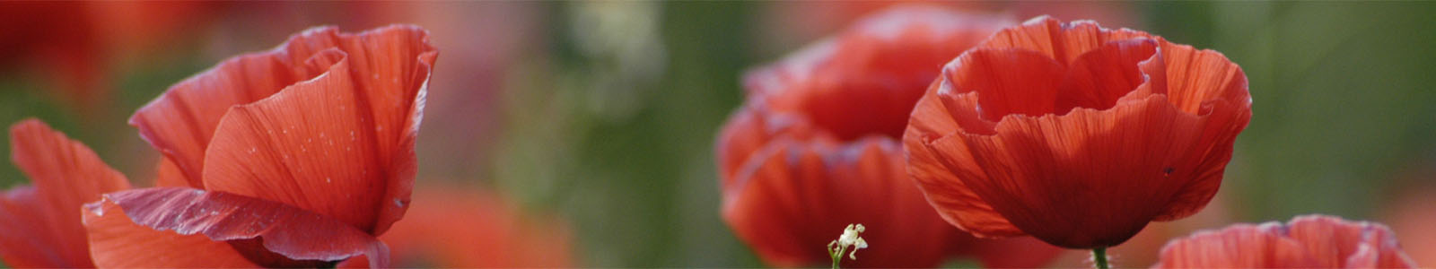 Mohnblumen © Dienstleistungszentren Ländlicher Raum